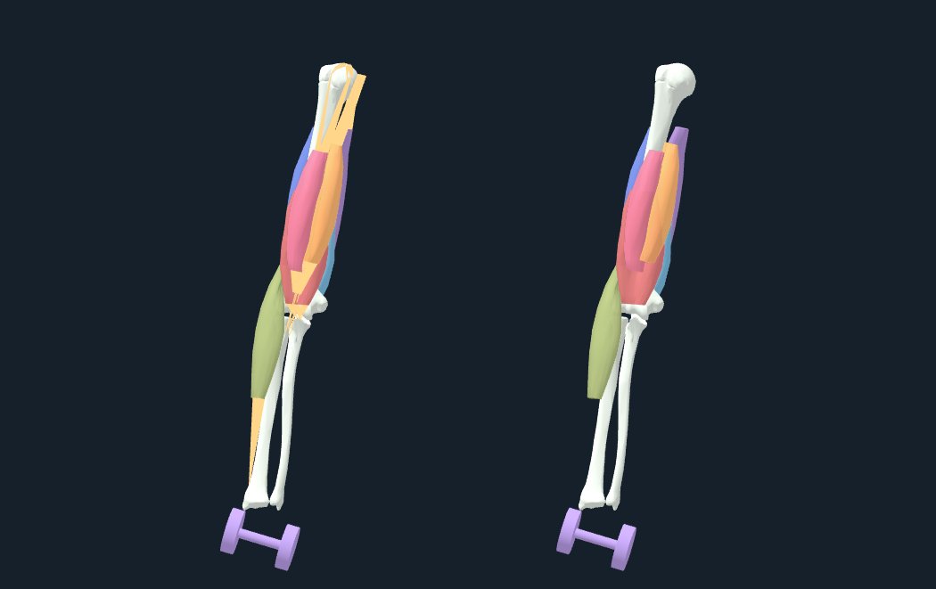 Two copies of the same repaired reference anatomy at the same held elbow angle. Left: the equilibrated mechanical candidate, with gold axial tendon paths and teal shared guide scaffolds. Right: authored naive bone weights. Violet dumbbell glyphs are schematic point loads. No external skin is modelled.