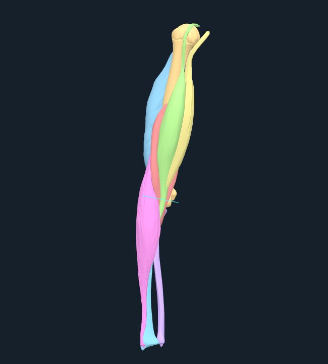 Actual three-bone and seven-muscle BodyParts3D source assembly in its shared atlas bind coordinates; cyan marks the authored interior axis. Muscles have distinct source surfaces; there is no skin.