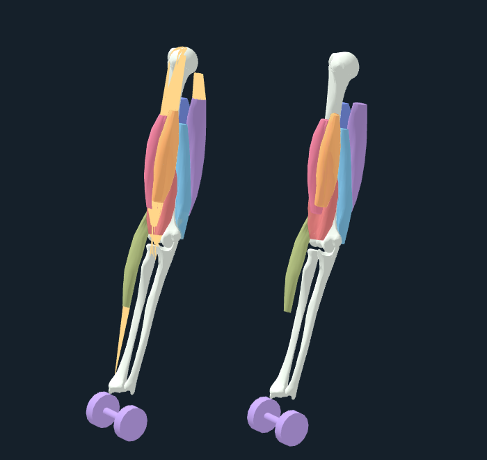 Kenoma native WebGL canvas showing a held right-arm reference assembly with three atlas bones, seven derived muscle volumes and gold tendon routes, beside the same-angle authored bone-weight comparison.